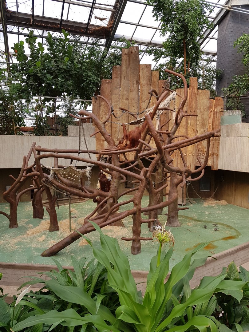 Orang utan enclosure indoor only