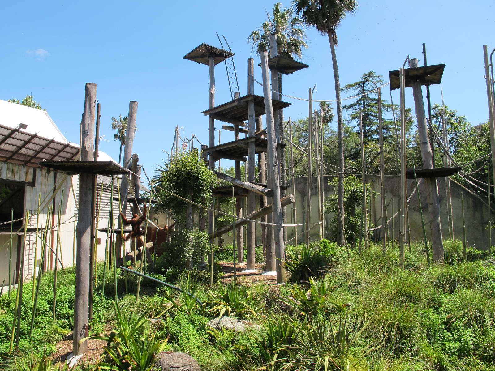 Orang-Utan Enclosure - Melbourne Zoo November 2013