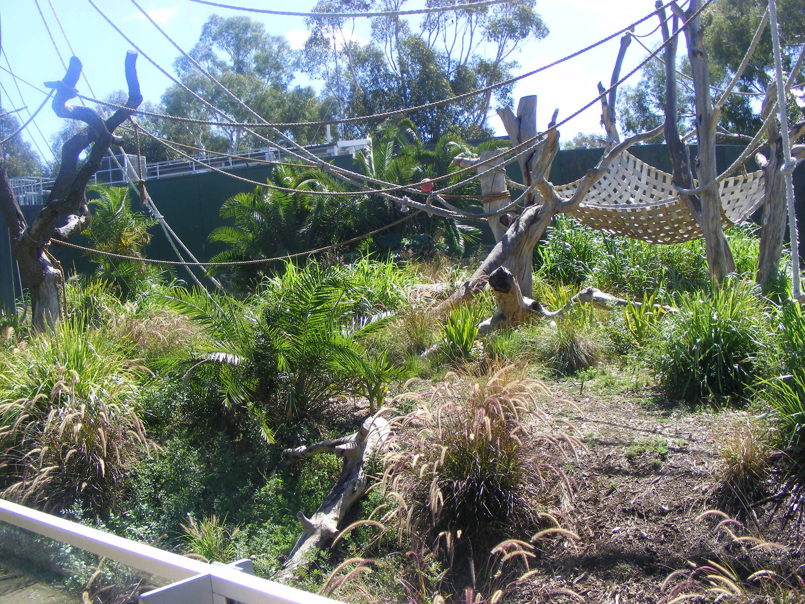Orang-utan Exhibit - April, 2010