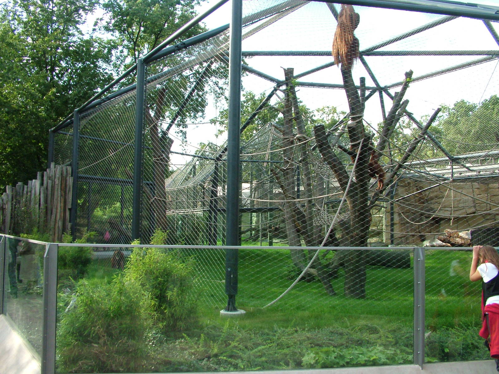 Orang-utan Exhibit at Berlin Zoo, 31/08/11