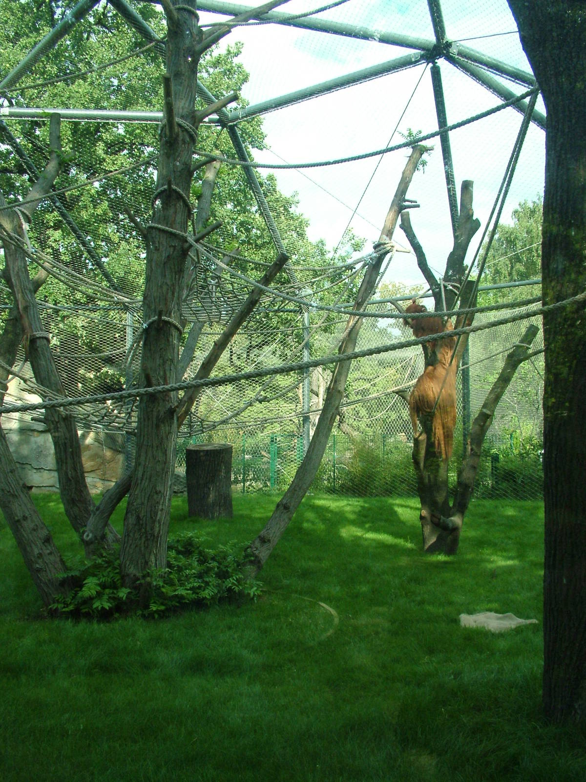 Orang-utan Exhibit at Berlin Zoo, 31/08/11
