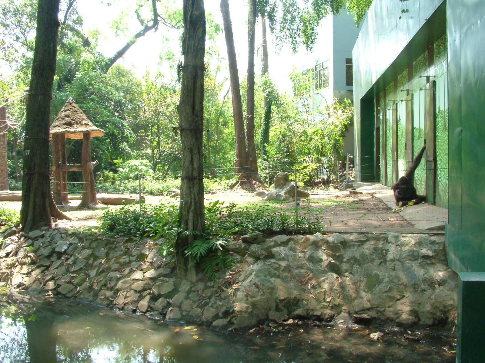 Orang-Utan Exhibit at Saigon Zoo, 16/03/12