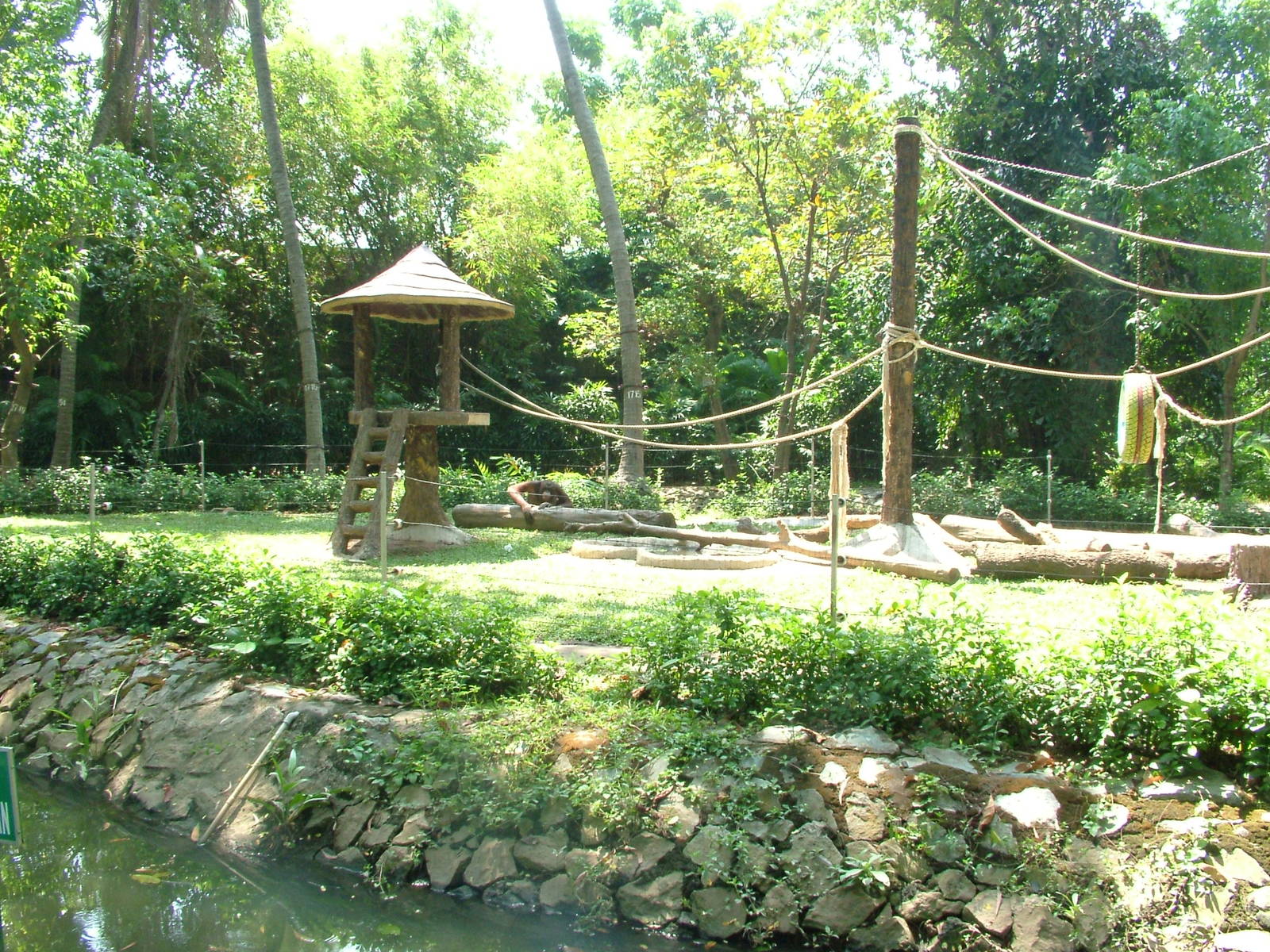 Orang-Utan Exhibit at Saigon Zoo, 16/03/12