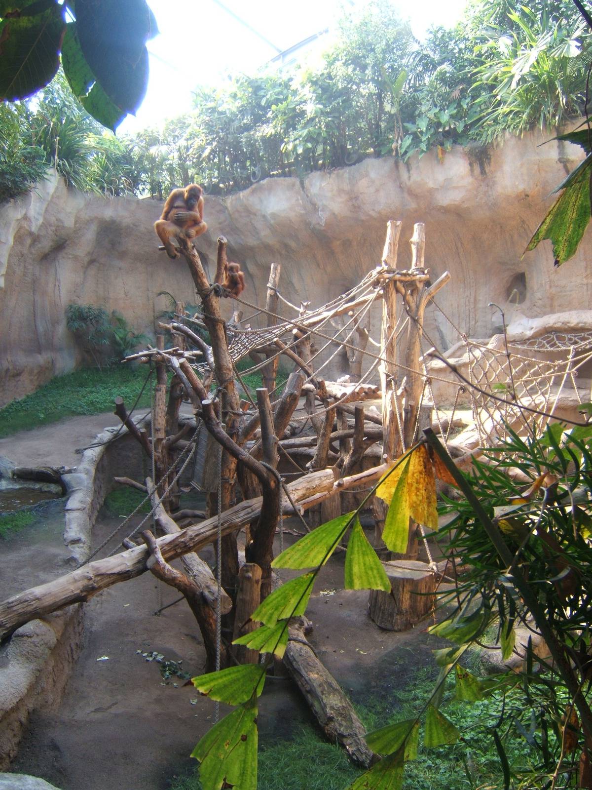 Orang Utan exhibit inside Pongoland