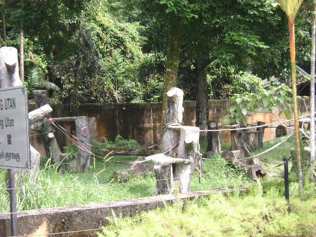 Orang Utan Exhibit