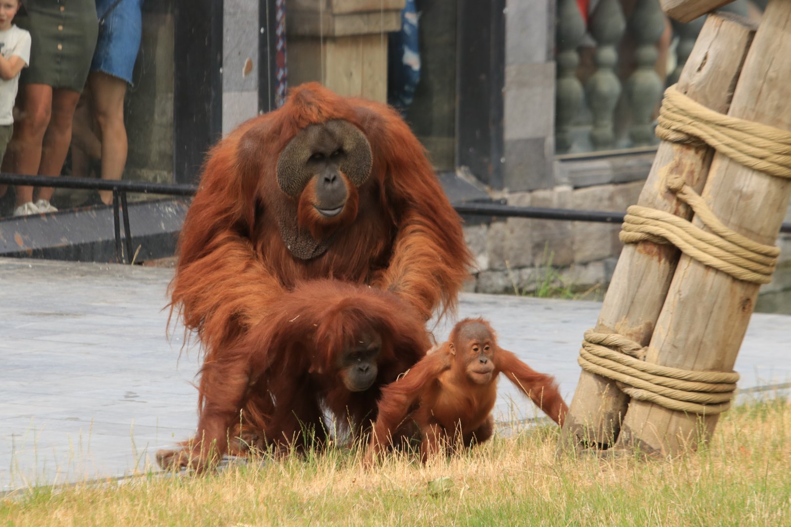 Orang Utan family (July 2019)