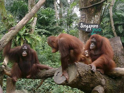 Orang Utan feeding time, Singapore Zoo
