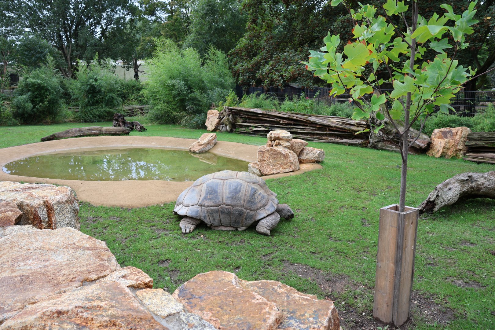 Orang-Utan Haus - Aldabra Giant Tortoise enclosure