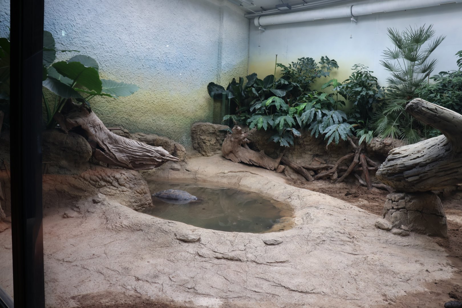 Orang-Utan Haus - Aldabra Giant Tortoise exhibit