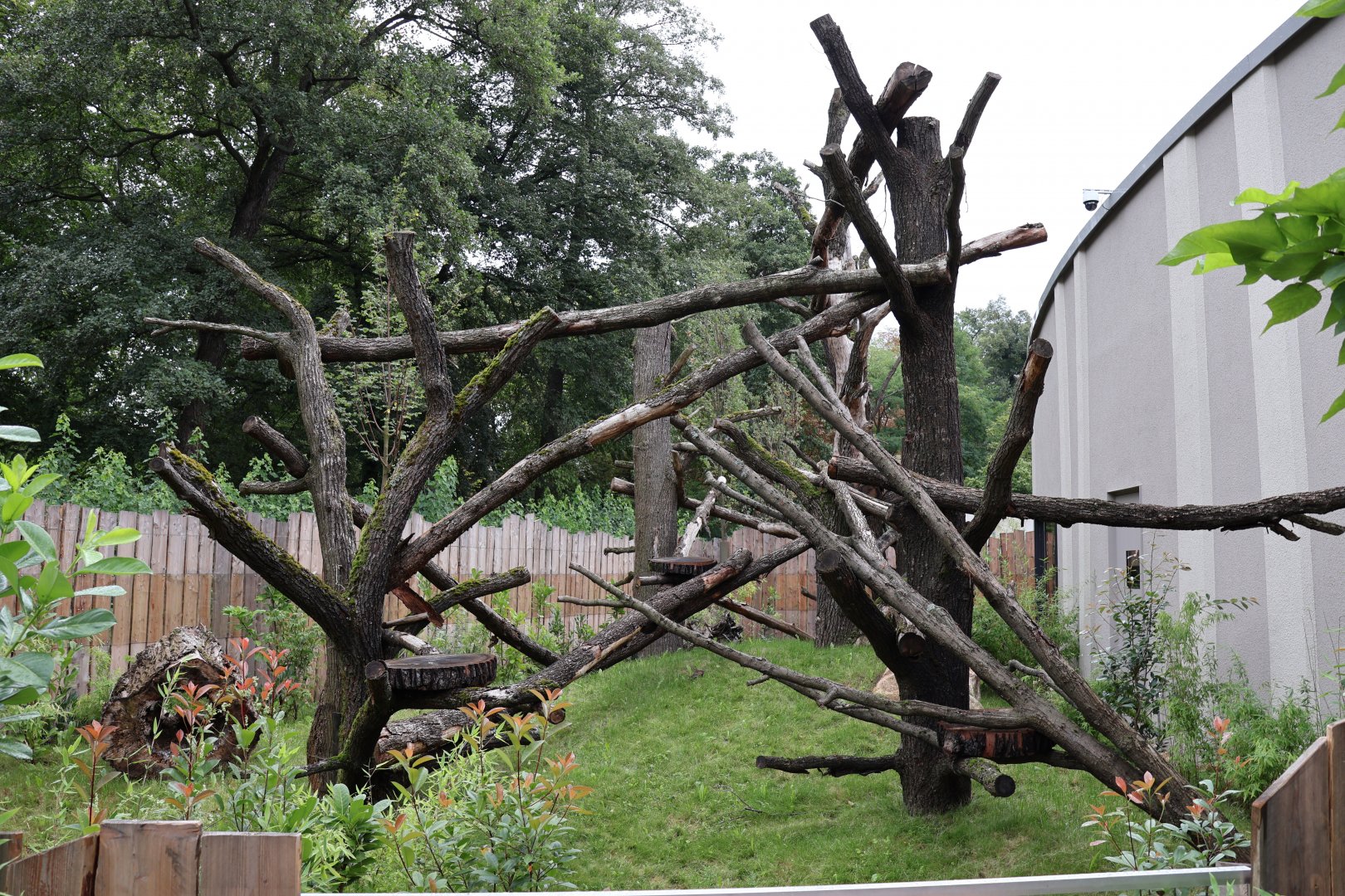 Orang-Utan Haus - Binturong enclosure