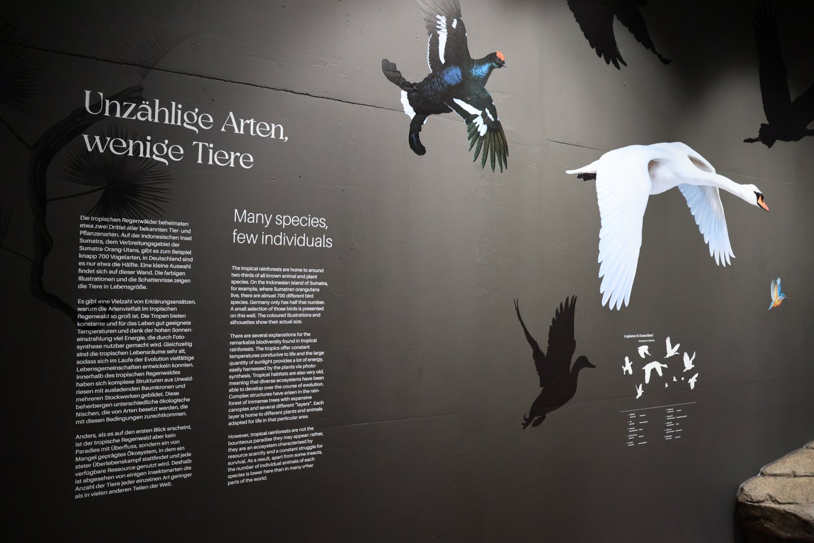 Orang-Utan Haus - Education