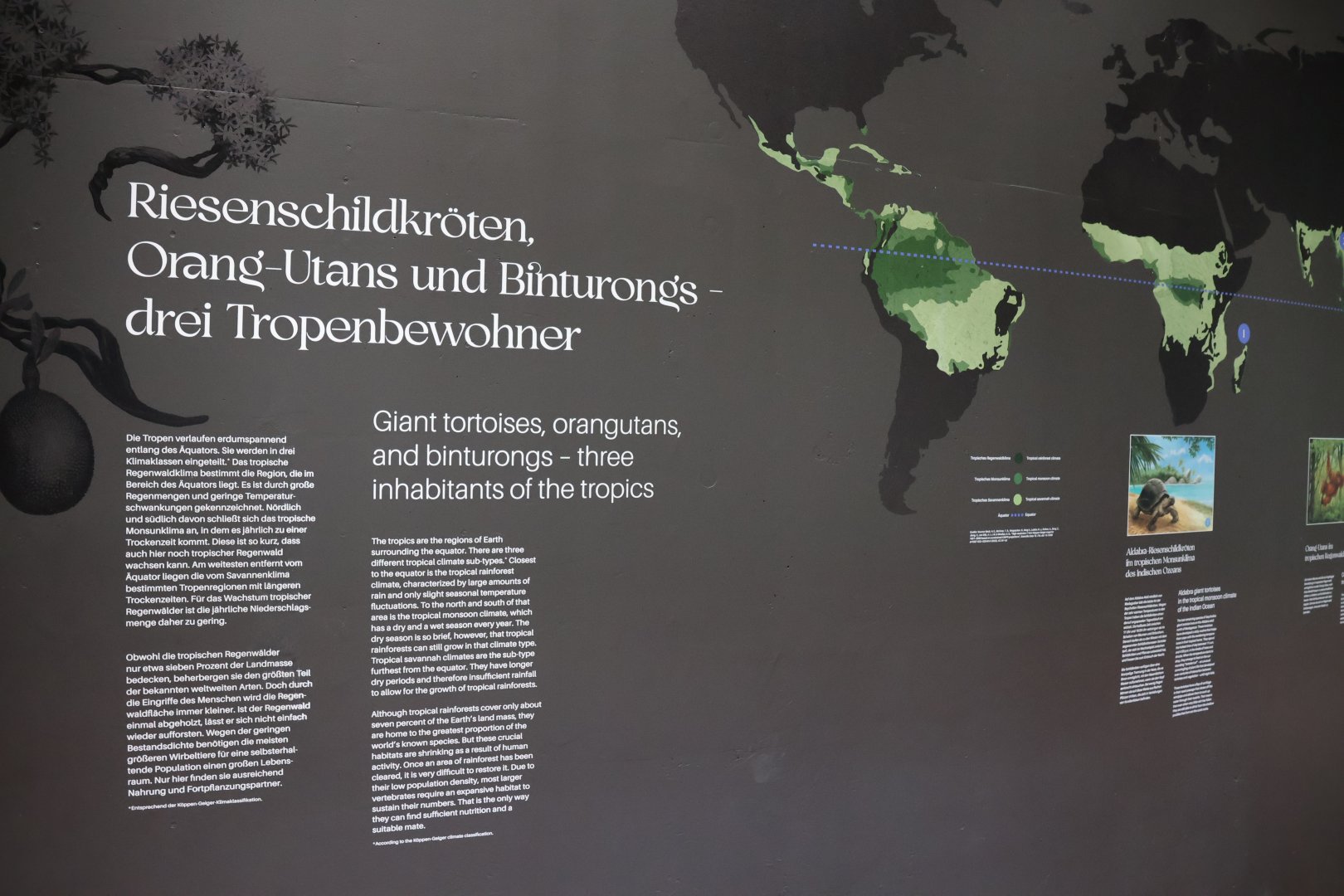 Orang-Utan Haus - Education