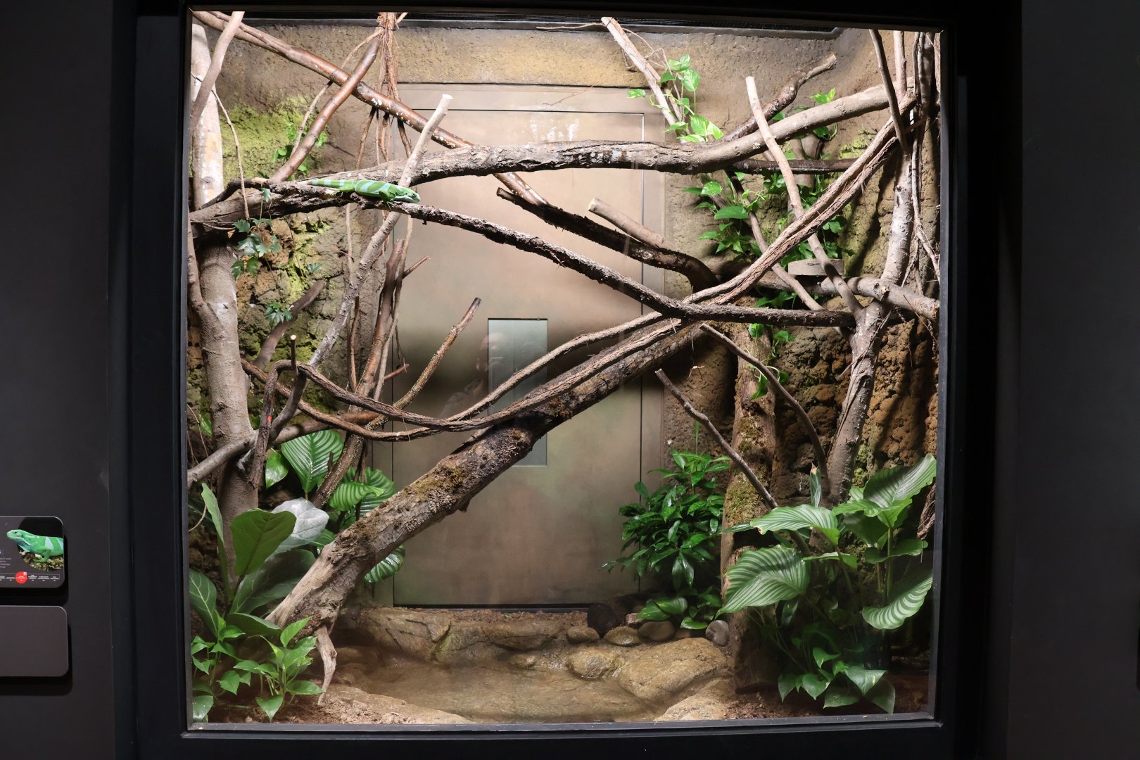 Orang-Utan Haus - Fiji Banded Iguana exhibit