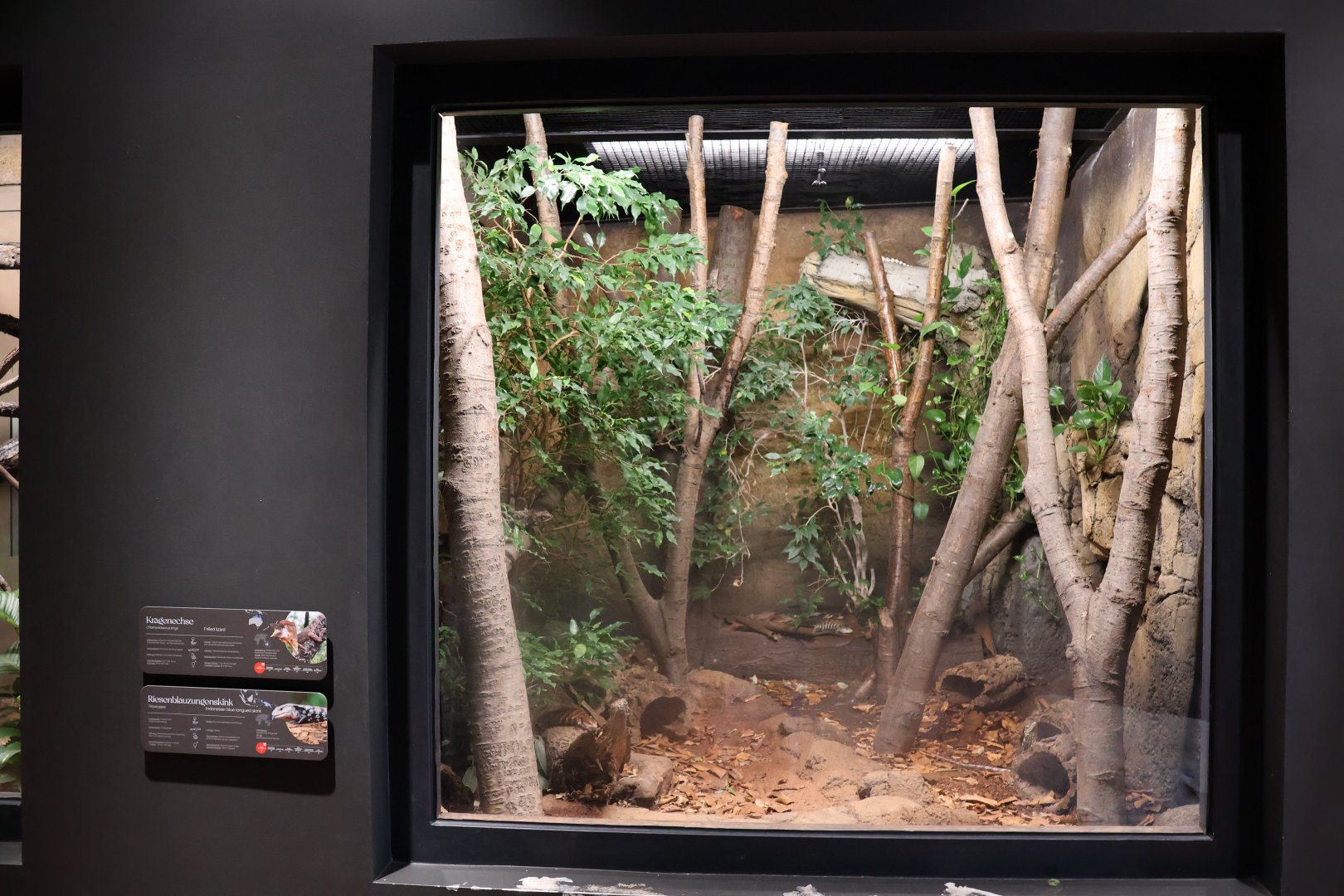 Orang-Utan Haus - Frilled Lizard and Merakue Blue-tongued Skink exhibit