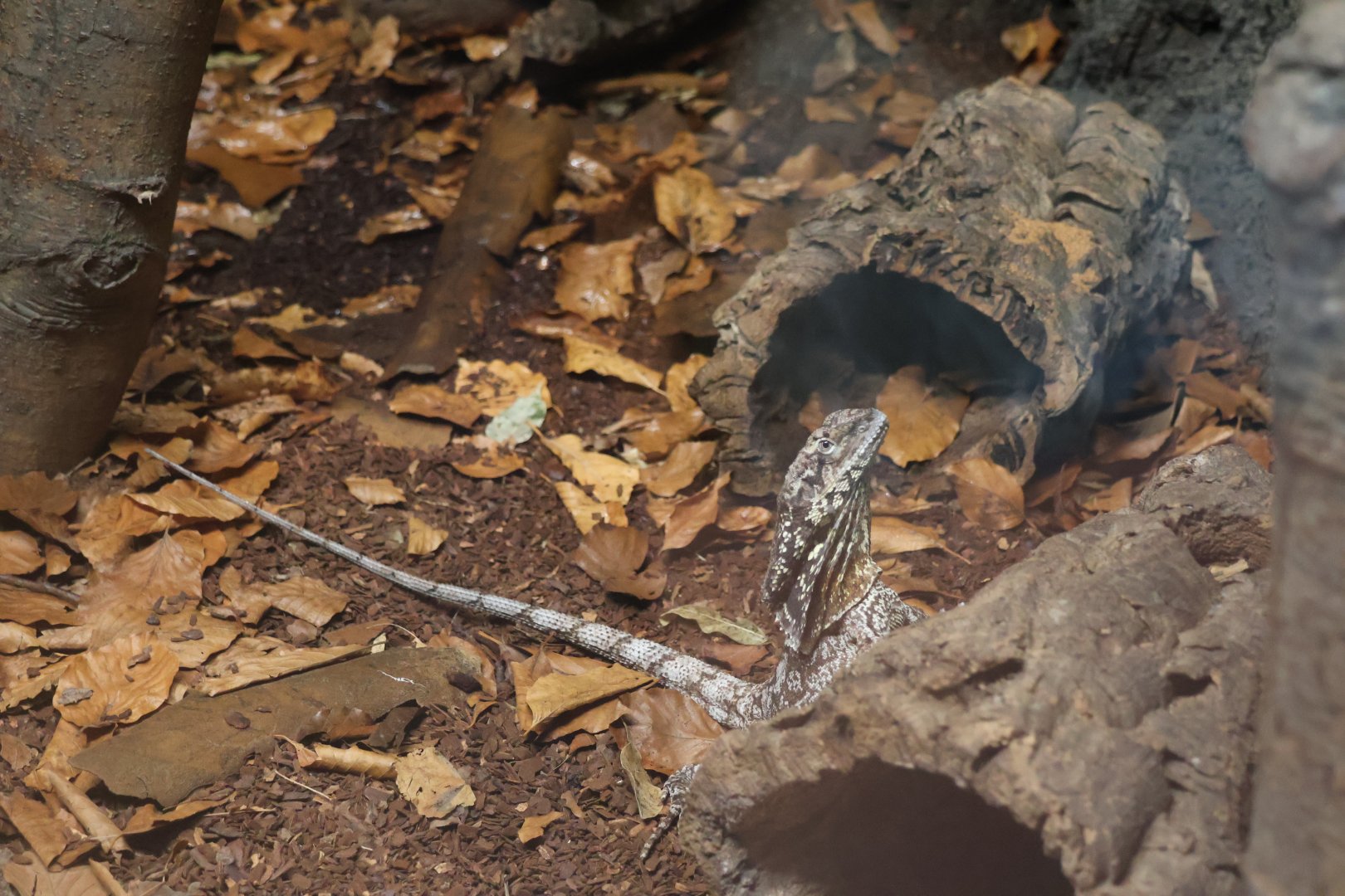 Orang-Utan Haus - Frilled-necked Lizard (Chlamydosaurus kingii)