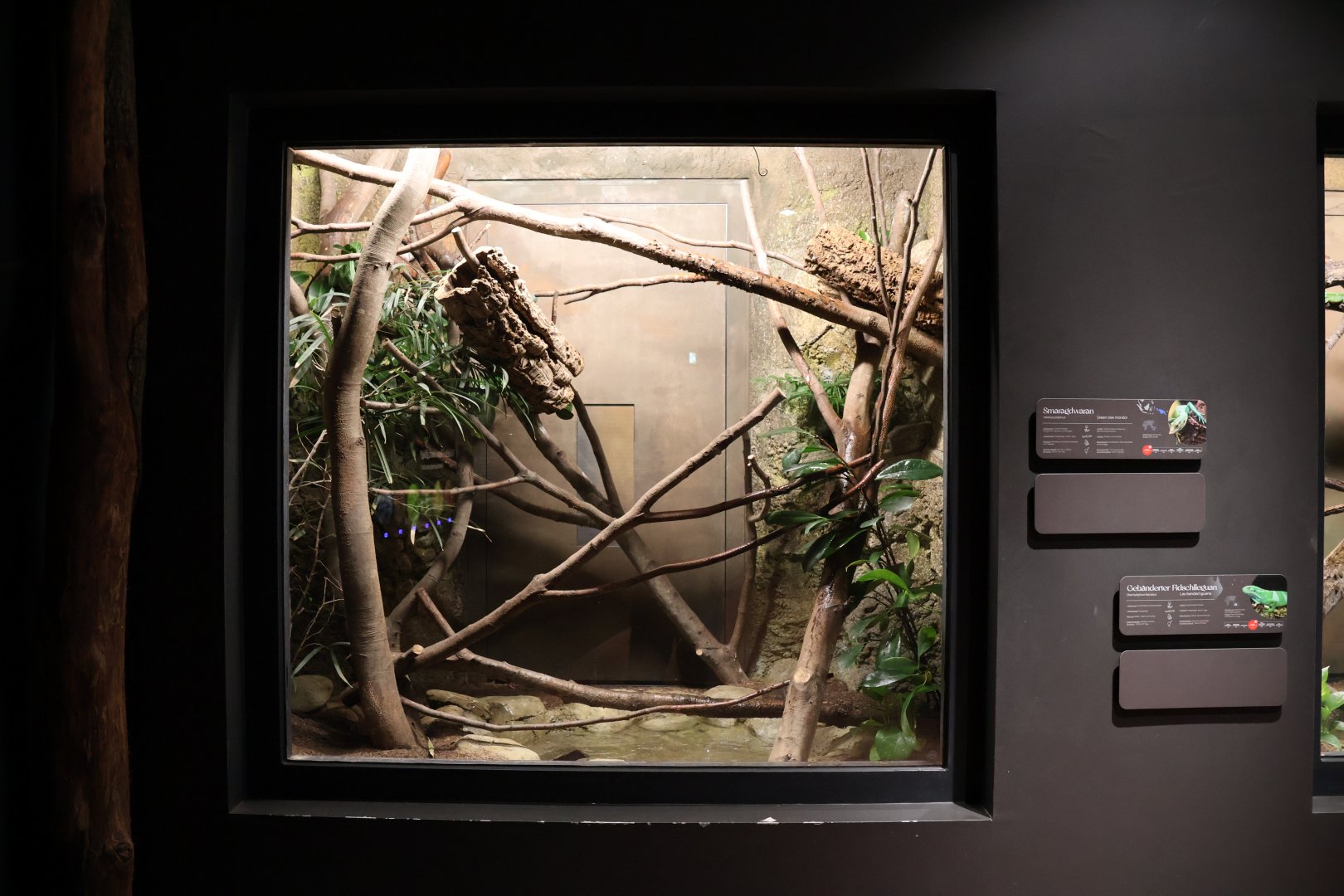 Orang-Utan Haus - Green Tree Monitor exhibit