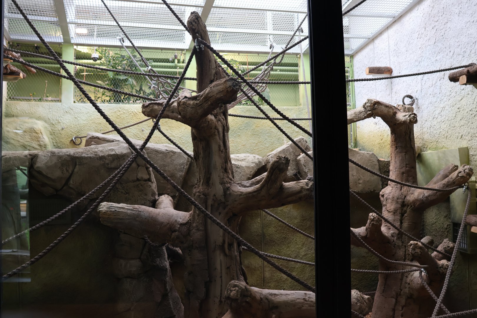 Orang-Utan Haus - Ground floor