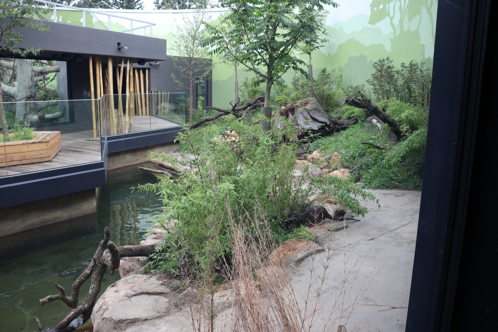 Orang-Utan Haus - Indochinese Smooth-coated otter enclosure