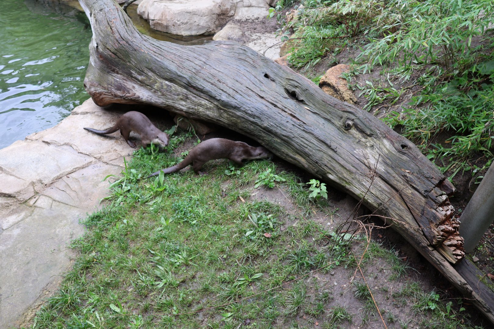 Orang-Utan Haus - Indochinese Smooth-coated Otter (Lutrogale perspicillata perspecillata)