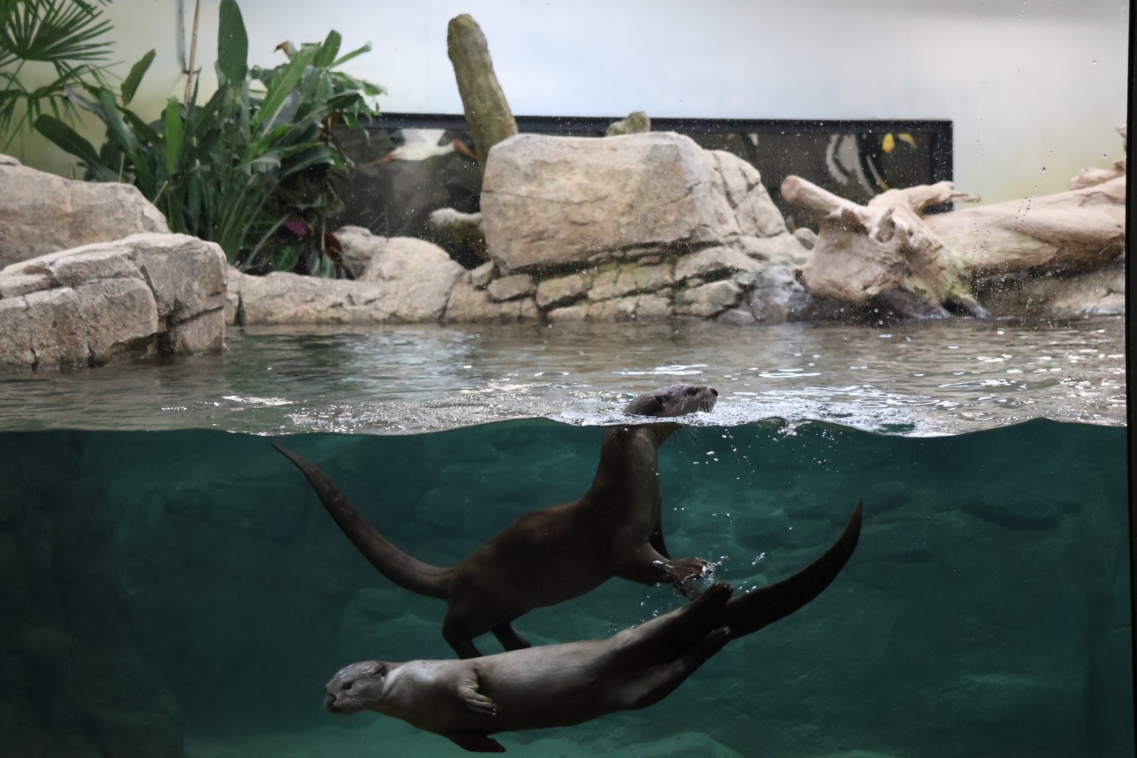 Orang-Utan Haus - Indochinese Smooth-coated otter (Lutrogale perspicillata perspicillata)