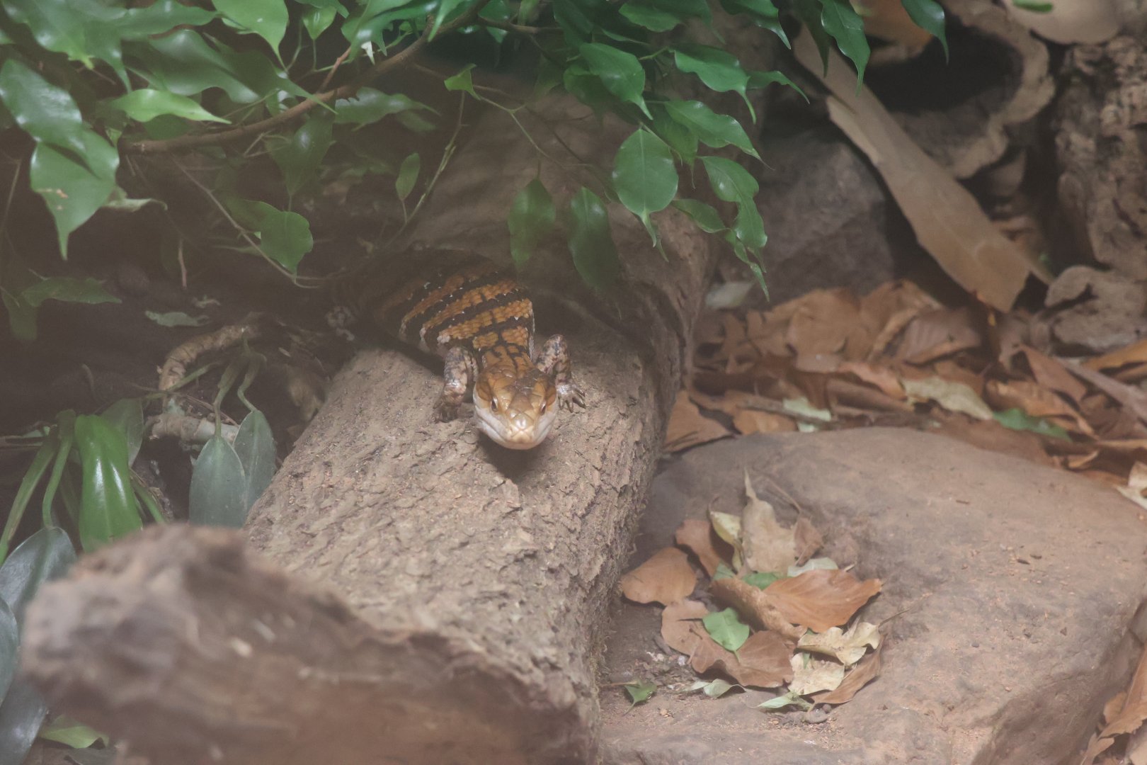 Orang-Utan Haus - Merakue Blue-tongued Skink (Tiliqua gigas evanescens)