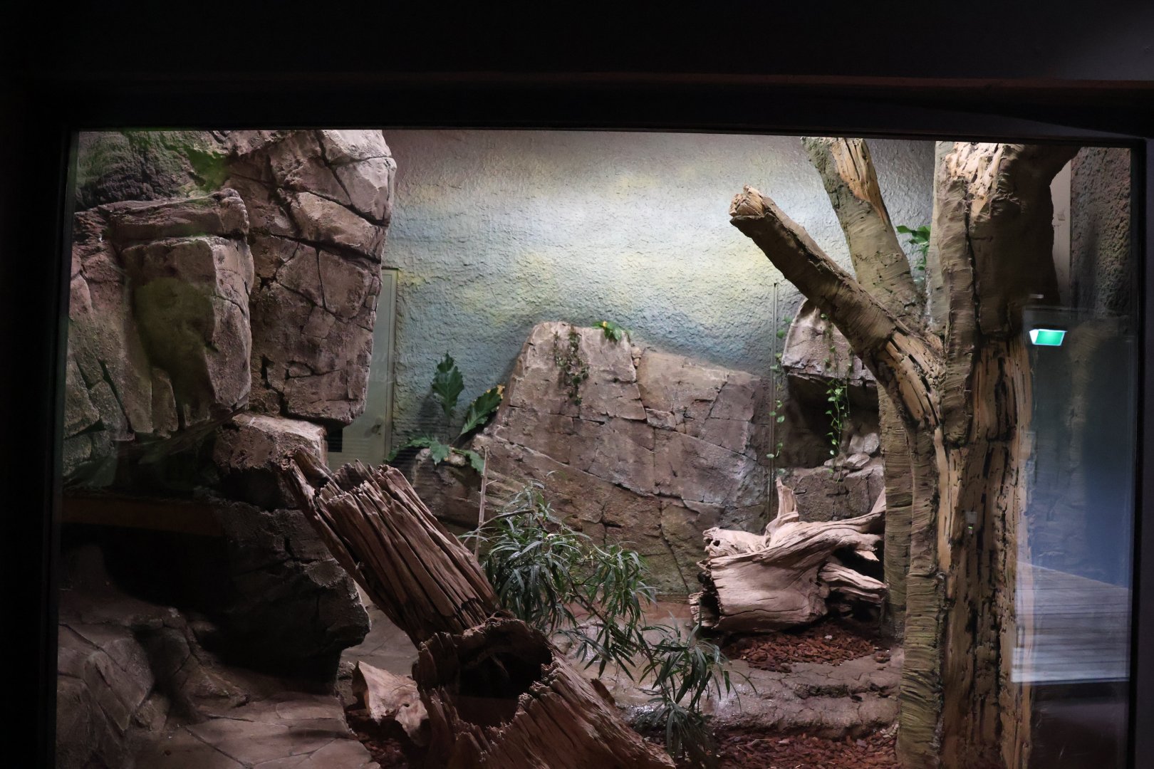 Orang-Utan Haus - Reticulated Python enclosure