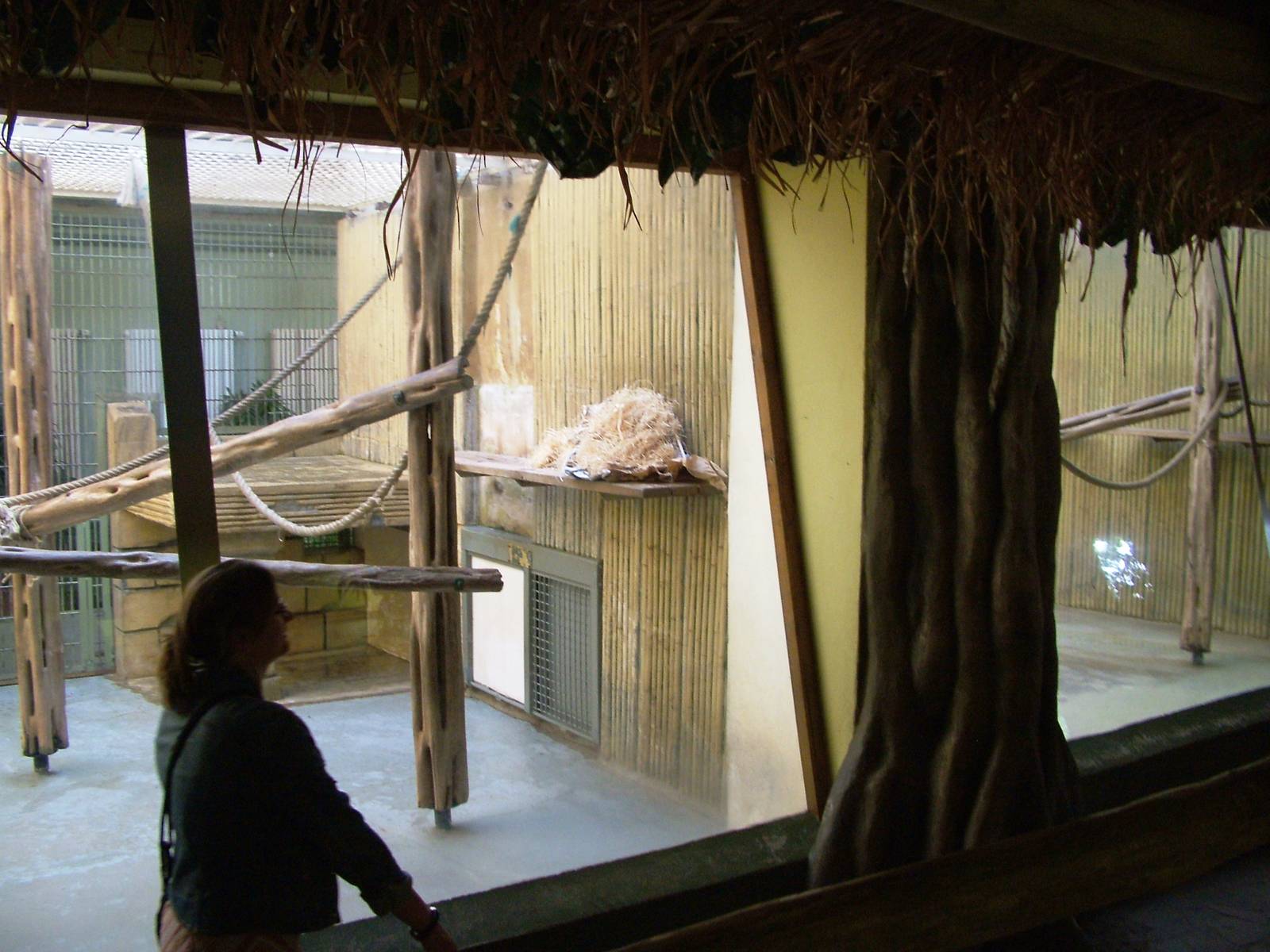 Orang-Utan House Interior at Dresden, 29/08/12