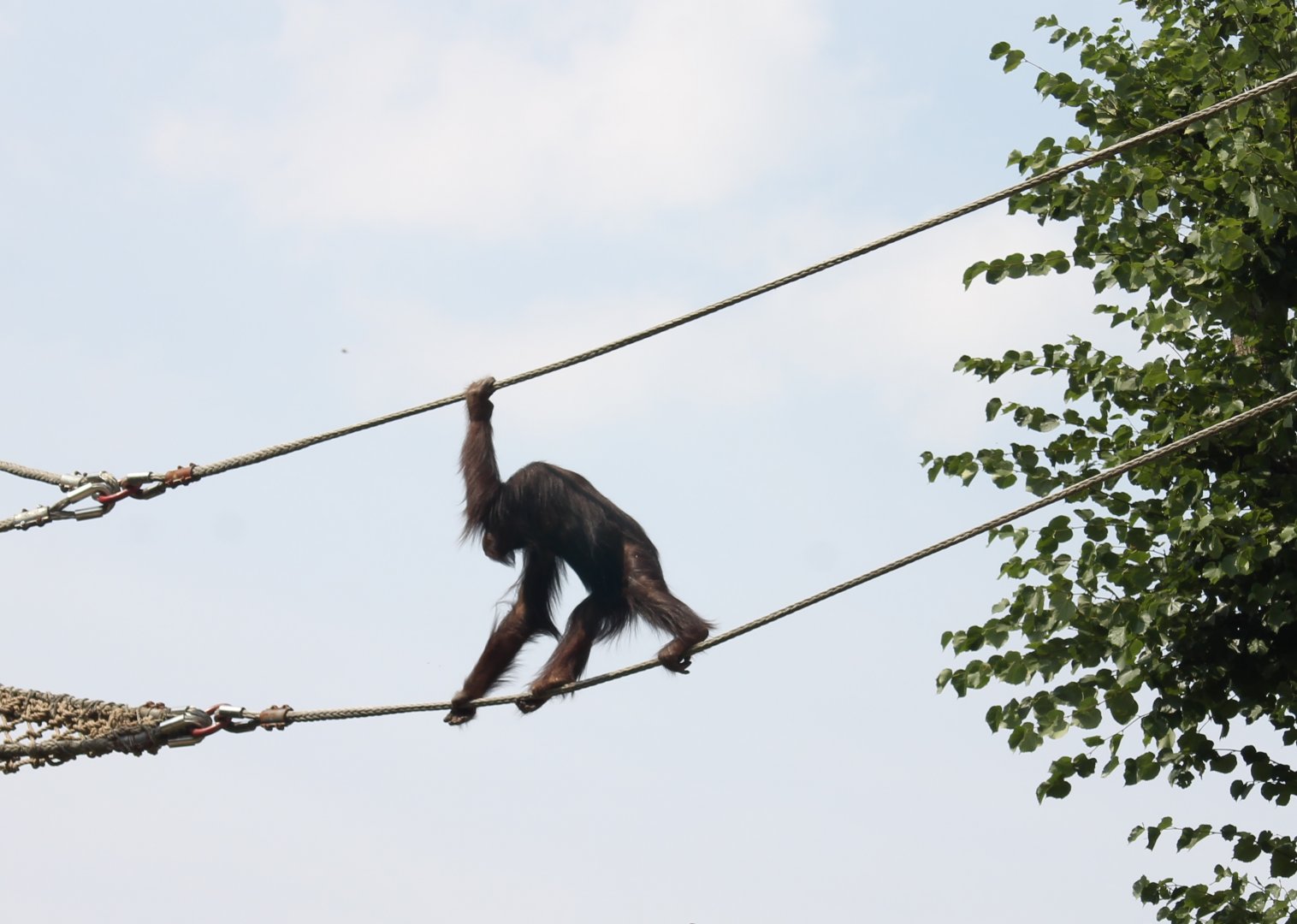 Orang utan in the ropes