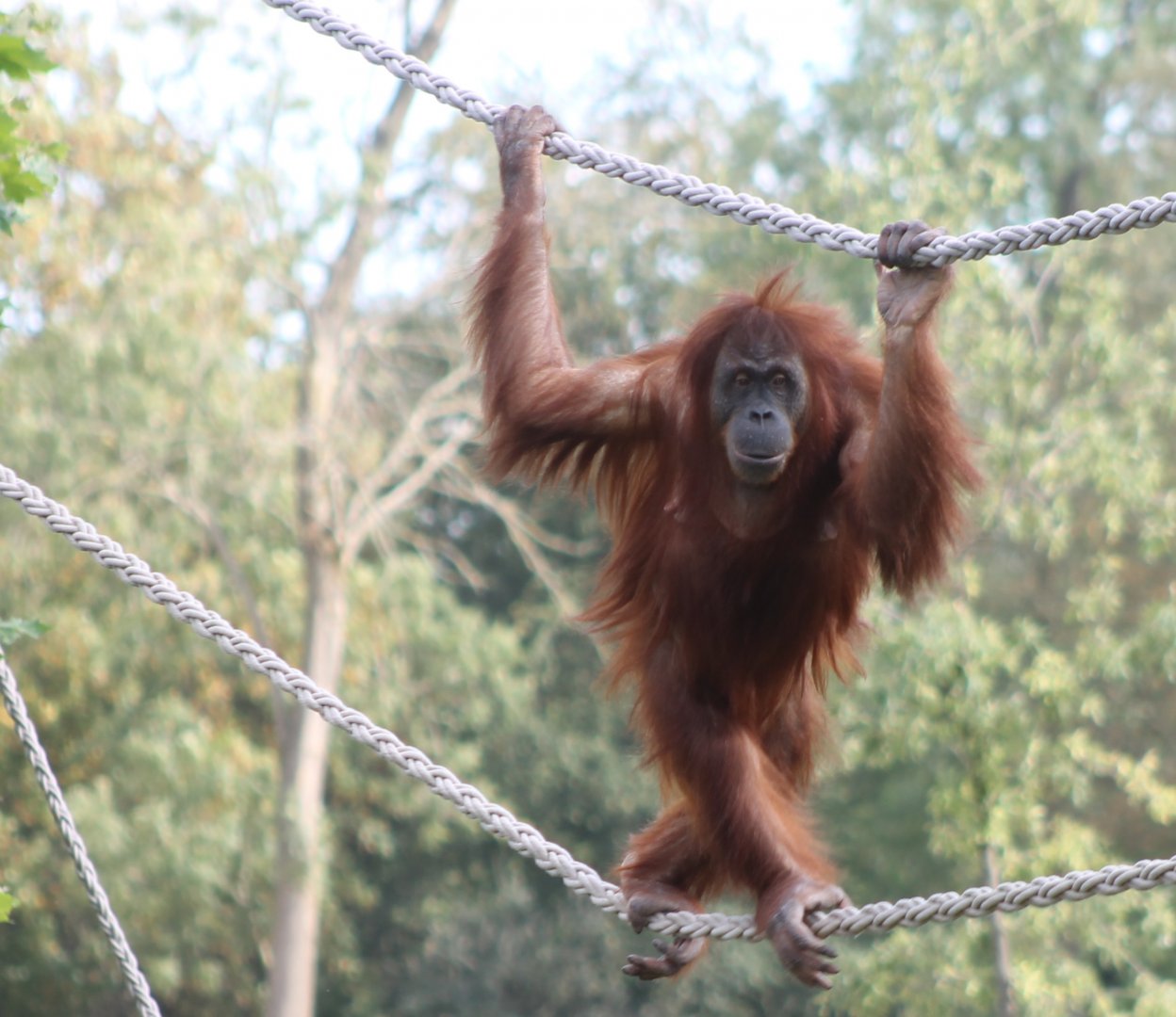 Orang utan in the ropes