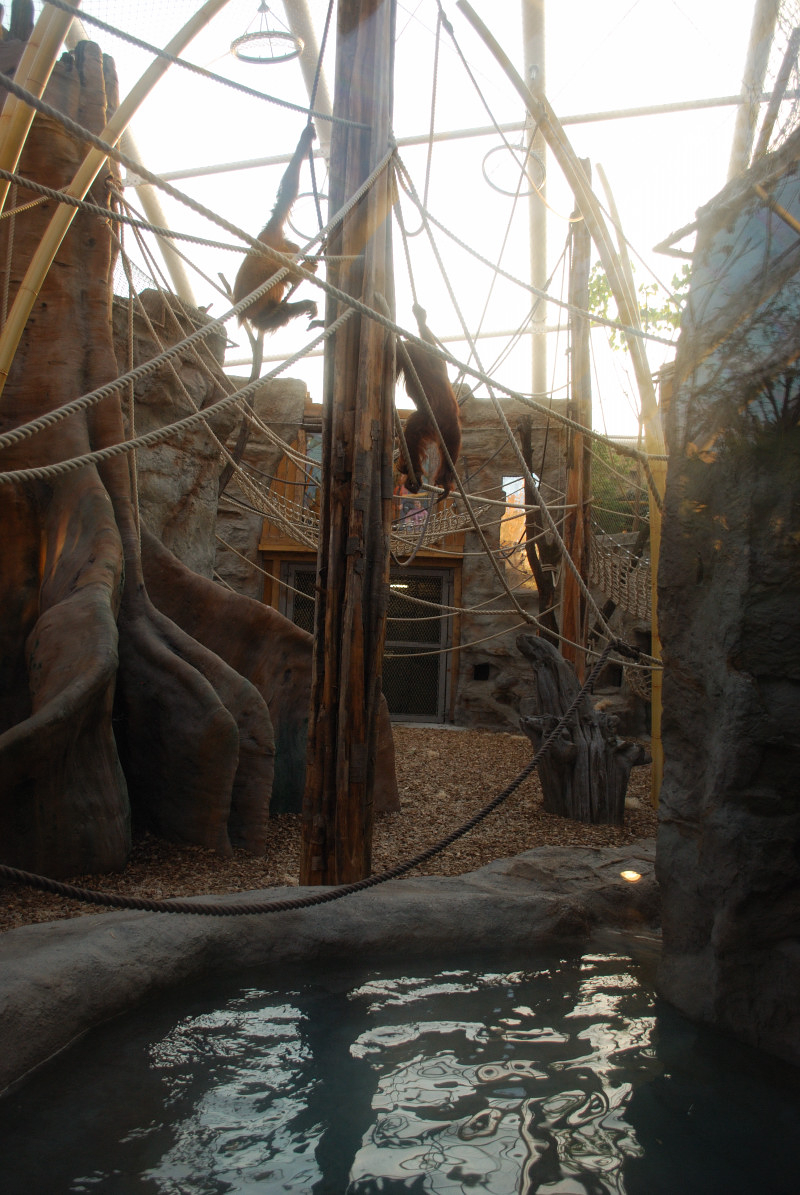 Orang-Utan indoor enclosure 1