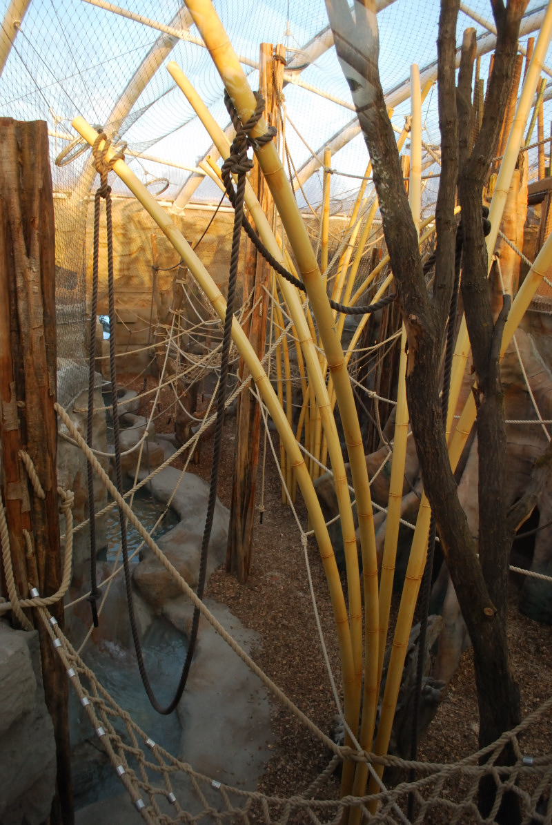 Orang-Utan indoor enclosure 1