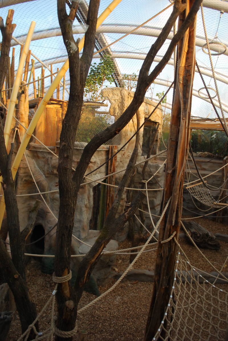 Orang-Utan indoor enclosure 1