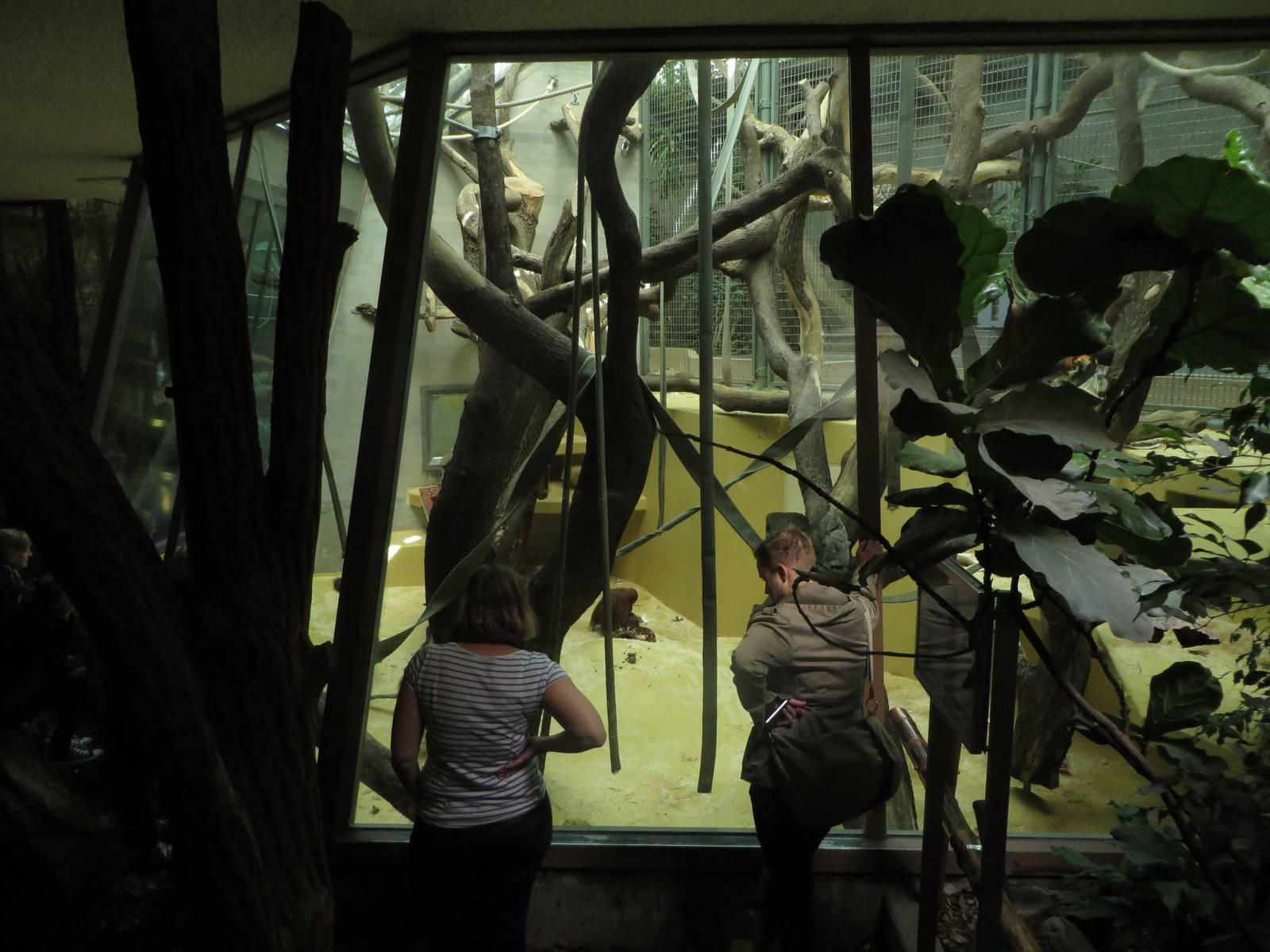 Orang Utan indoor enclosure