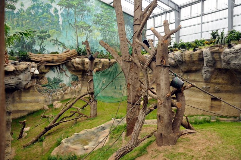 Orang Utan indoor exhibit at Rostock