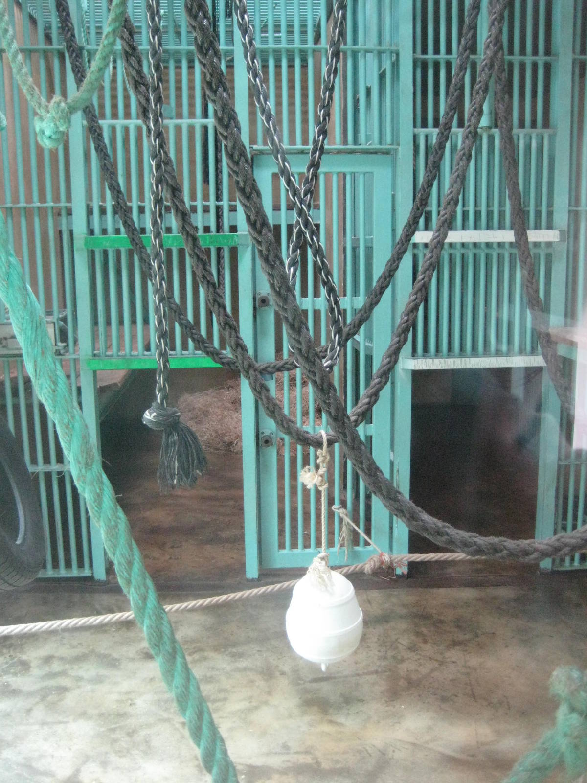 Orang Utan Inside Exhibit