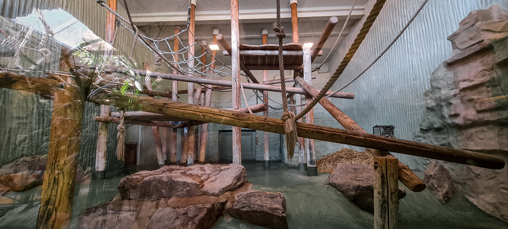 Orang-utan intdoor group one (enclosure III)