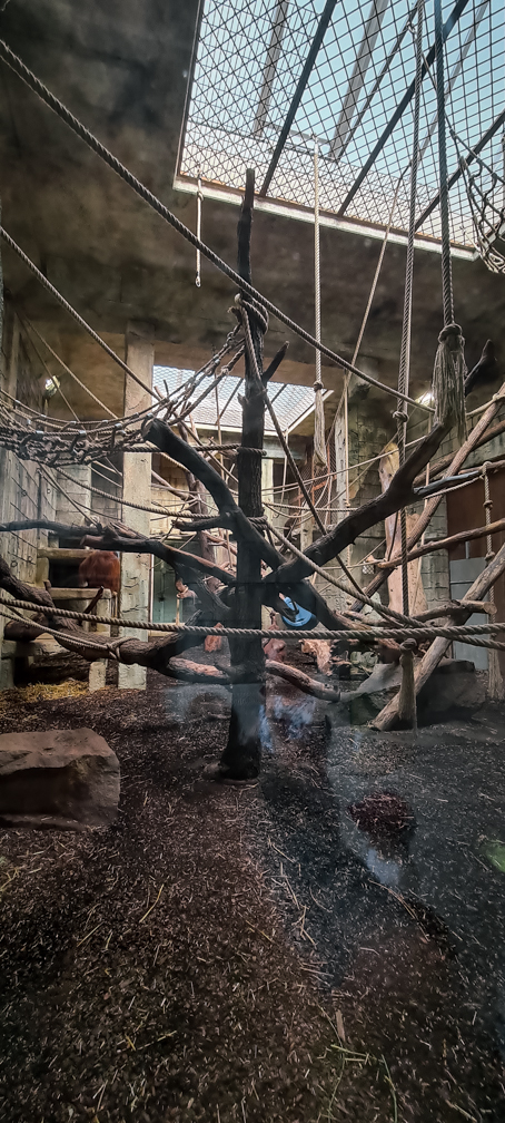 Orang-utan intdoor group one