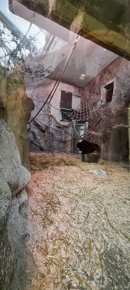 Orang-utan intdoor group two (enclosure I)