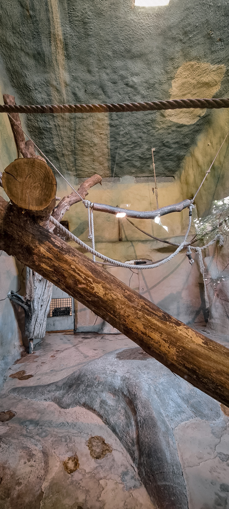 Orang-utan intdoor group two (enclosure II part 1)