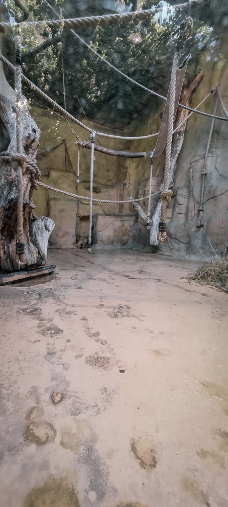 Orang-utan intdoor group two (enclosure II part 2)