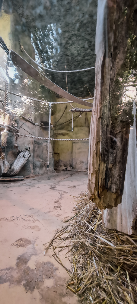 Orang-utan intdoor group two (enclosure II part 2)