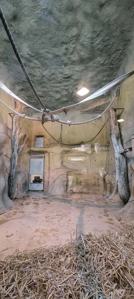 Orang-utan intdoor group two (enclosure II part 3)