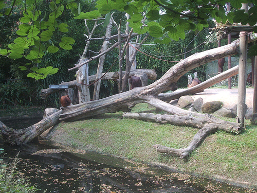 Orang Utan island enclosure, Singapore Zoo