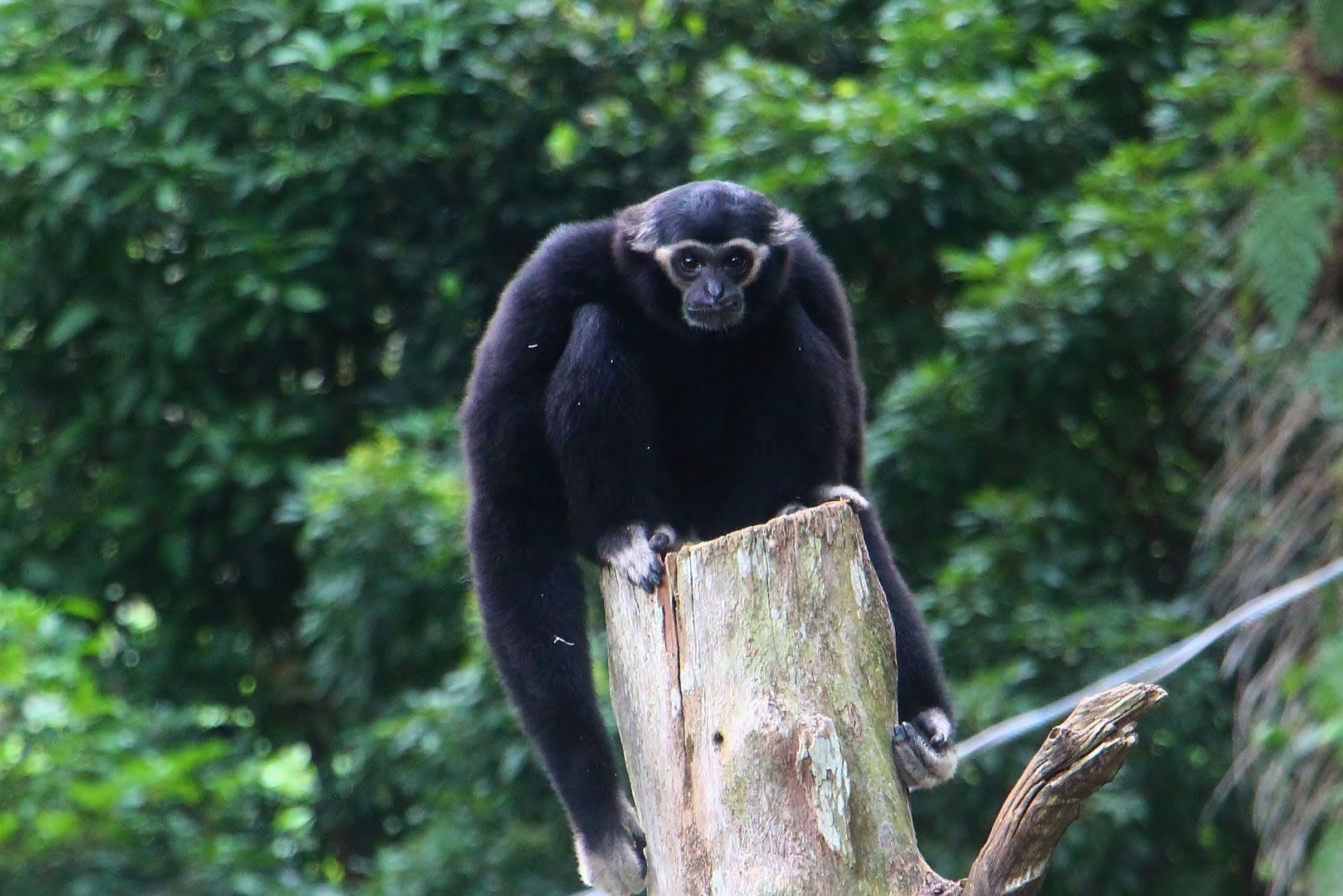 Orang Utan Island - Pileated Gibbon