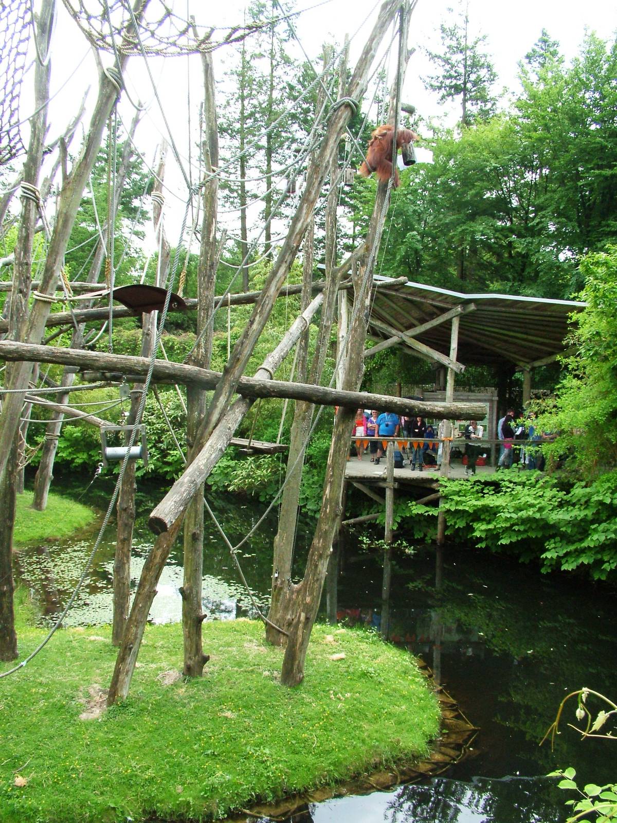 Orang-Utan Islands at Apenheul, 30/05/12