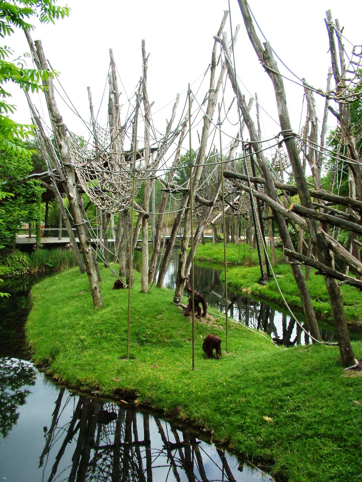 Orang-Utan Islands at Apenheul, 30/05/12