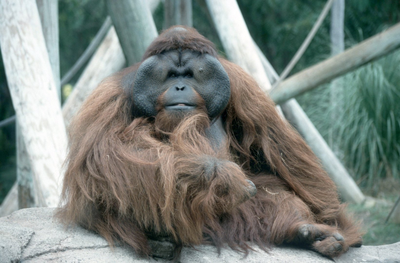 Orang-Utan (July 1994)