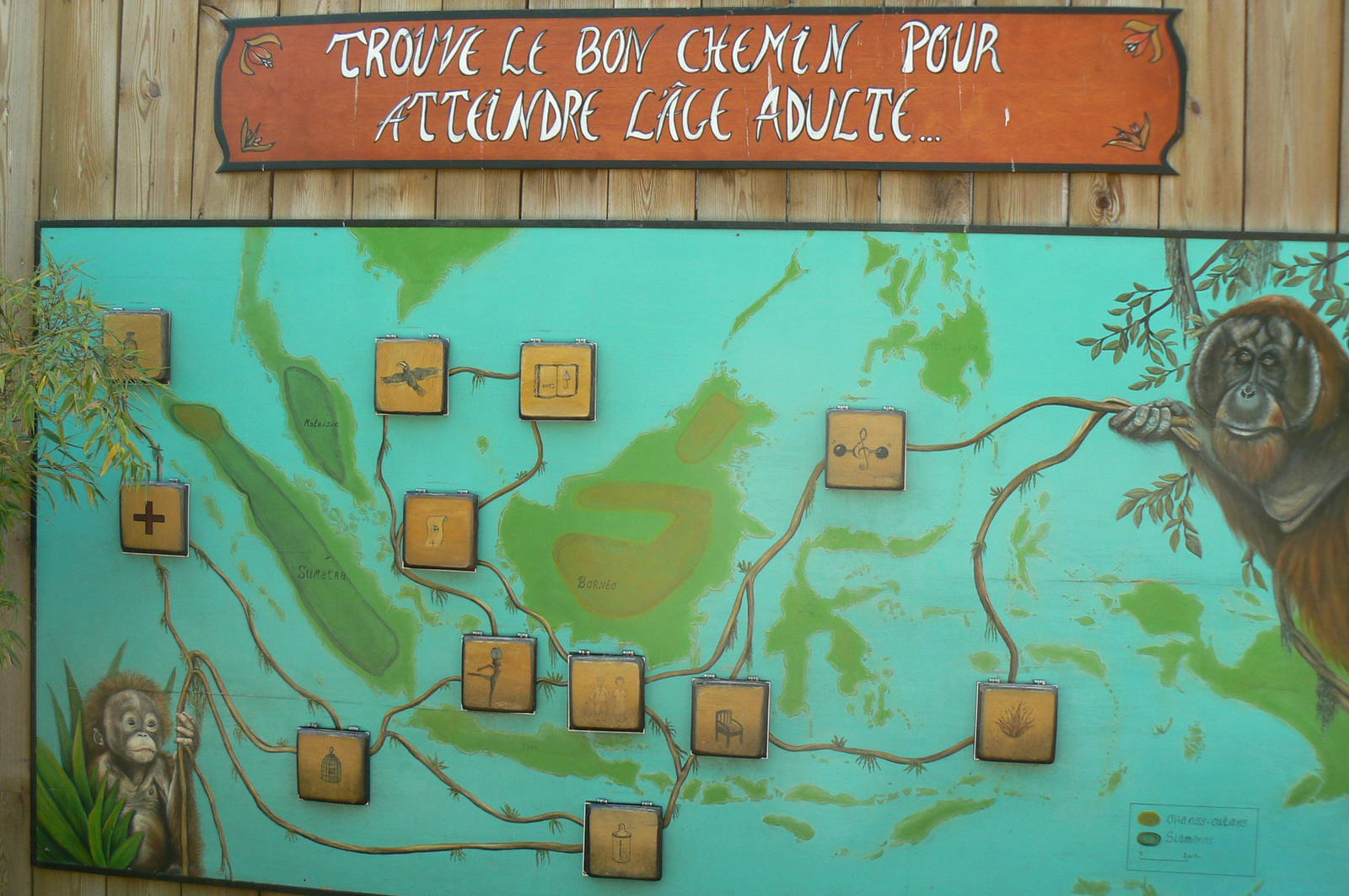 Orang-utan jungle - Educational panel