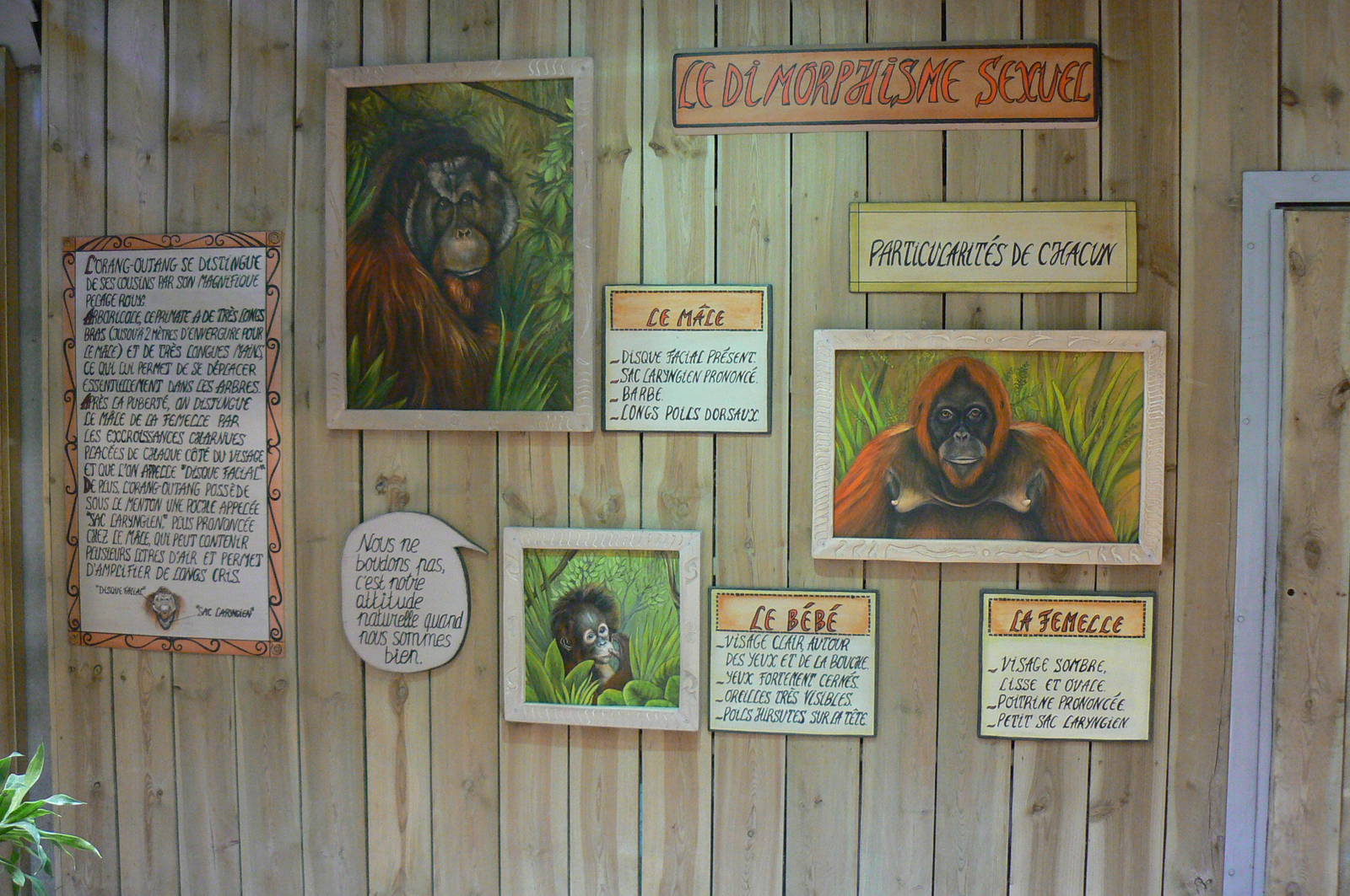 Orang-utan jungle - Educational panel