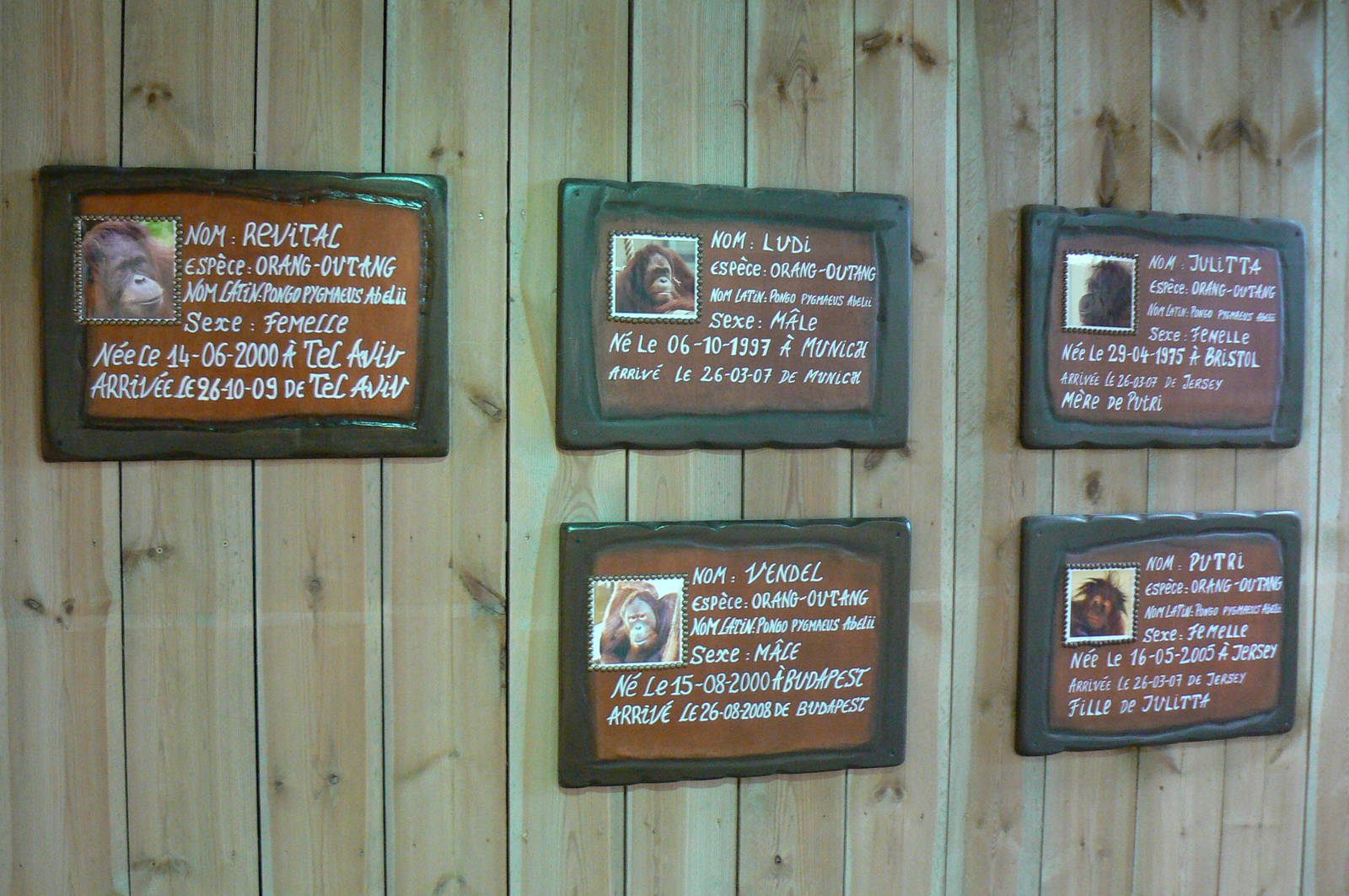 Orang-utan jungle - Identification panels